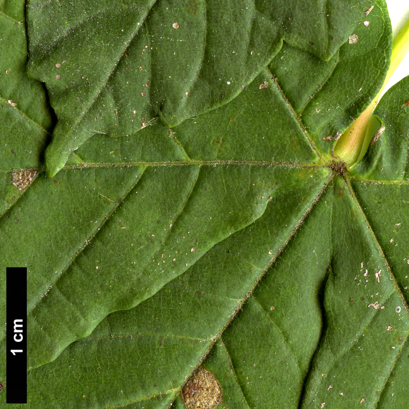 High resolution image: Family: Sapindaceae - Genus: Acer - Taxon: heldreichii - SpeciesSub: var. macropterum